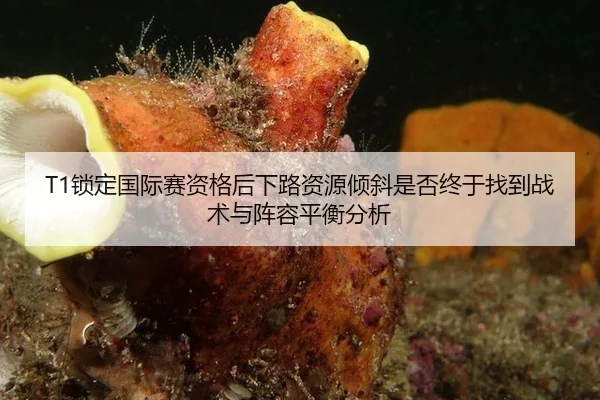 suo-ding-guo-ji-sai-zi-ge-hou-xia-lu-zi-yuan-qing-xie-shi-fou-zhong-yu-zhao-dao-zhan-shu-yu-zhen-rong-ping-heng-fen-xi-2-744.jpg